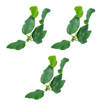 SEPTH Package Loose Anubias Barteri Var. Nana Live Aquarium Plant Freshwater Fis - £21.87 GBP