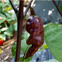 Bhut Jolokia Ghost Hot Peppers Black  10 Seeds  Garden Beautiful USA SELLER - £4.28 GBP