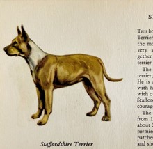 Staffordshire Terrier 1939 Dog Breed Art Ole Larsen Color Plate Print PCBG17 - £23.96 GBP