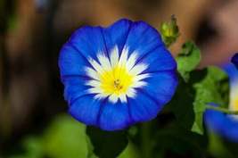 150 Seeds Royal Blue Morning Glory Ensign Seeds to Plant Beautiful Flowering - £15.21 GBP