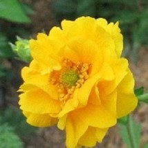 50 Giant Yellow Lady Geum Stratheden Perennial Flower Seeds Gardening Fresh USA  - £12.87 GBP