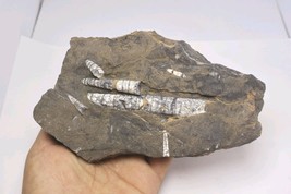 Orthoceras Fossil Plate – Genuine Devonian Sea Creature from Morocco - $1,020.77 MXN