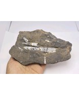 Orthoceras Fossil Plate – Genuine Devonian Sea Creature from Morocco - $54.45