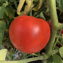 50+ Seeds Park’S Whopper Tomato Hybridd Vegetable Planting Tomatoe Fresh Garden - £7.34 GBP