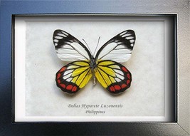 Painted Jezebel Delias Hyparete Real Butterfly Entomology Collectible Shadowbox - £33.85 GBP