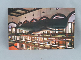 Vintage Postcard - Sperm Whale Bishop Museum - Bishop Museum Photograph - £11.85 GBP