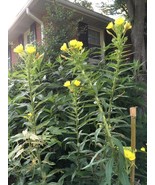 SYR 300 Common Evening Primrose Seeds Organically Fast Growing - $13.43