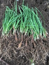 Item image 1 image 1