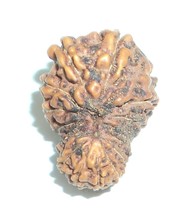 16 Mukhi Rudraksha / Sixteen Face Rudraksh - Java - Lab Certified-
show ... - $157.88