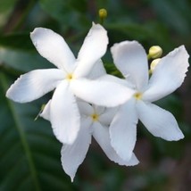 US Seller Jasminum Trichotomum 5 Seeds Fast Shipping - $17.20