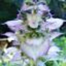  100 Seeds!Clary Sage Bluish White Salvia Sclarea 2-4&#39; Perennial Usa Non-GMO - £9.59 GBP