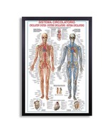 Framed Biology Posters 26&quot;x38&quot; (Circulatory System) - $98.01