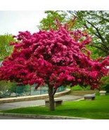 1 Prairie Fire Crabapple Tree 18-24 Inches   Bright  Hot Pink Blooms Fre... - $53.00