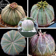 100 Seeds Euphorbia Obesa Basketball Sea Urchin Pack Living Baseball Golf Ball S - $8.36