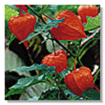 Physallis Unique Chinese Lantern Flower Seeds / Perennial - £11.38 GBP