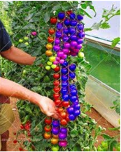 Rainbow Dwarf Tomato Rare Tomato Seed Organic Vegetable &amp; Fruit - $16.99