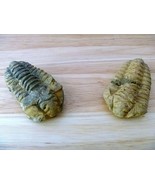 Calymene Trilobite 1 - 2&quot; mud bugs fossils rocks minerals unique gifts v... - $297.53 MXN