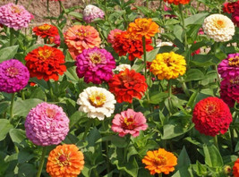 Zinnia Cut And Come Again Mix 50 Seeds USA Seeds Fast Shipping - $14.00