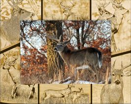 Whitetail Deer Laser Engraved Wood Picture Frame (5 x 7) - £24.63 GBP
