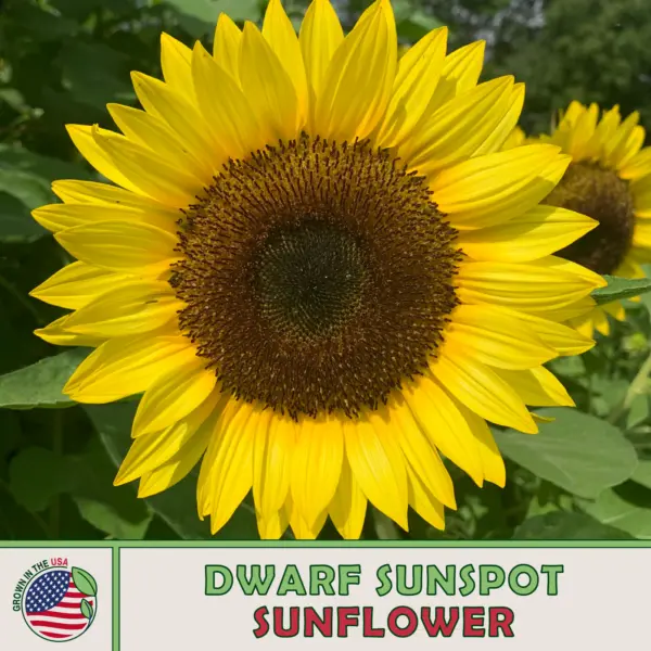 50 Dwarf Sunspot Sunflower Seeds Bee Bird Attractor Heirloom Genuine Usa Garden - £6.15 GBP