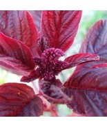 MBK Amaranth Red Garnet Microgreens &amp; Grains Edible Upto 10&#39; Tall Non Gm... - $15.04 CAD