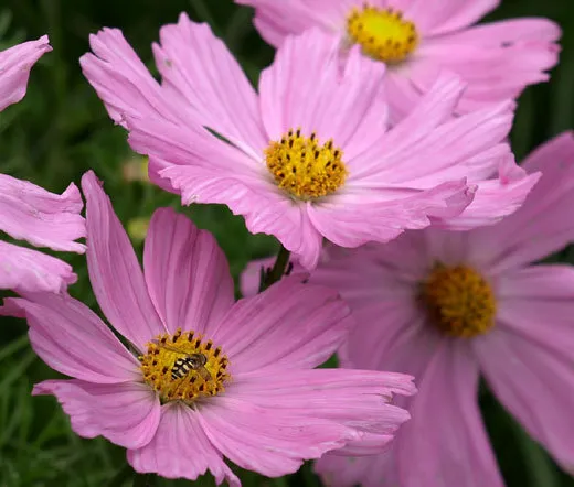 Cosmos Pinkie Cosmos Bipinnatus 50 Fresh Seeds - £19.16 GBP