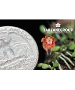 PLEUROTHALLIS DRESSLERI MICRO MINIATURE ORCHID XL MOUNTED - $149.00