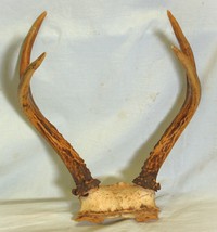 White Tail Deer Antlers Skull Cap 4 Point for Knifes or Crafts - $638.36 MXN