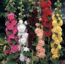 60 Seeds Hollyhock Chater&#39;S Double Mix Peony Flowered Blooms Biennial USA SELLER - £7.49 GBP