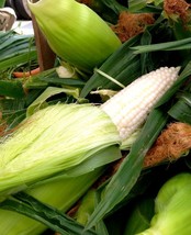 100 Country Gentleman White Corn Sweet Heirloom Zea Mays Vegetable Seeds Garden  - £9.58 GBP