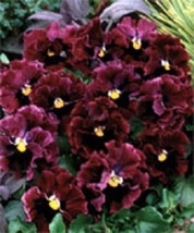  30+ Ruffled Pansy Frizzle Sizzle Burgandy Flower Seeds / Perennial - £10.94 GBP