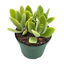 Kalanchoe millotii, 4 inch, Millot Kalanchoe, Green Fuzzy Furry Leaves S... - £9.02 GBP