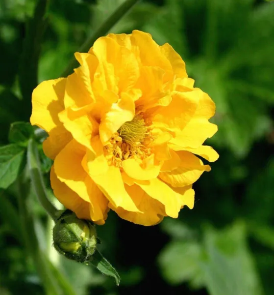 Top Seller 10 Yellow Lady Strathden Geum Chiloense Flower Seeds - £11.48 GBP