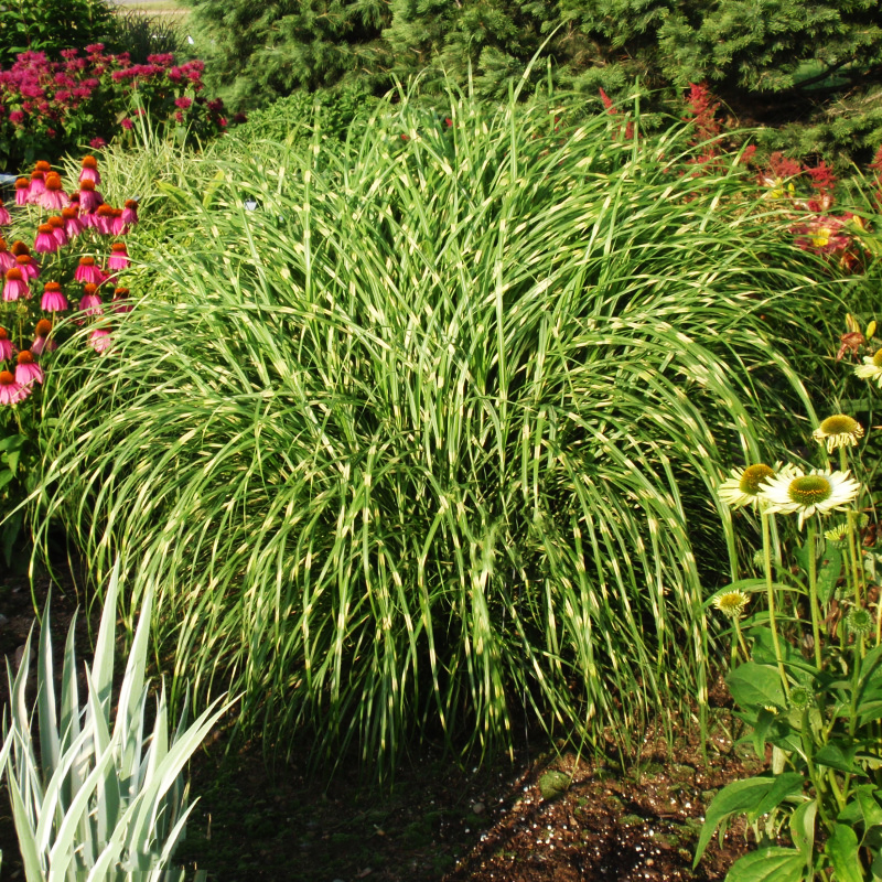 GRASS 'LITTLE ZEBRA' Dwarf Zebra Grass Perennial Perennial Beautiful Gardening - $46.99
