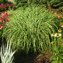 GRASS &#39;LITTLE ZEBRA&#39; Dwarf Zebra Grass Perennial Perennial Beautiful Gar... - $46.99