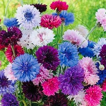 Cornflower Bachelor’S Button Mix Seeds 200 Seeds Fast Shipping - £10.40 GBP