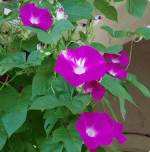 Fresh Seeds Scarlett O&#39;Hara Morning Glory Flower Seeds Beautiful Stunning - $16.00