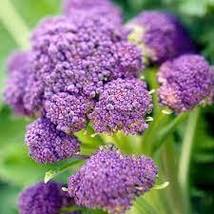 Free Shipping 500 Purple Sprouting Broccoli Seeds NON-GMO Heirloom Variety Sizes - £10.37 GBP