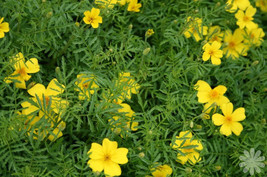 Bloomys Marigold Lemon Gem Lemon Scented Yellow 100 Seeds - $10.38