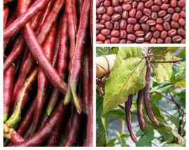 USA Seller 100 Red Ripper Cowpea Cow Pea Southern Pea Vigna Unguiculata Legume B - £11.13 GBP