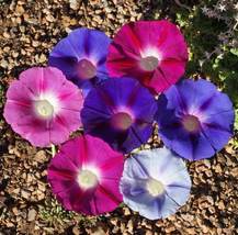 20 Seeds Morning Glory Tall Mix Flower  - Ipomoea - B329 - £8.26 GBP