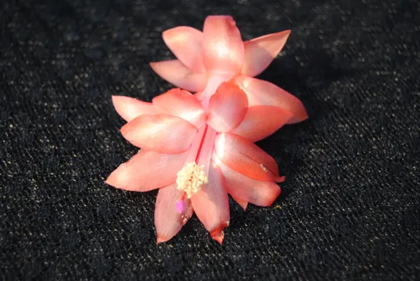 Christmas Cactus Starter Plant Orange Blossom Schlumbergera Truncata Fresh Garde - £22.13 GBP