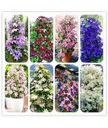 New Climbing Clematis Flowers Clematis Vine Flower Clematis Plants Pot G... - £11.23 GBP