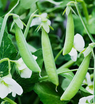 Sugar Ann Snap Pea Aas Winner English Field Asian Snow Peas Garden USA - $9.90