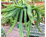 Cactus Puppy Dog Tail 6inches Pot Selenicereus Testudo Hanging Live Plant - £44.78 GBP