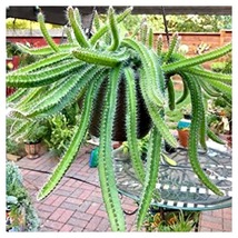 Cactus Puppy Dog Tail 6inches Pot Selenicereus Testudo Hanging Live Plant - $56.93