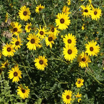 200 Prairie Sunflower Flower Seeds Helianthus petiolaris Seed - $13.56