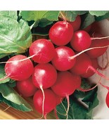 100+ CHERRY BELLE RADISH SEEDS - HEIRLOOM - ORGANIC - NON GMO #33 - $1.95
