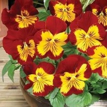 New! 35+ Pansy Panola Sunburst Flower Seeds / Perennial - £11.33 GBP