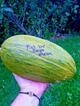 Piel De Sapo Melon Seeds For Lots Of Melons Fresh Seeds Fast Shipping - $17.98